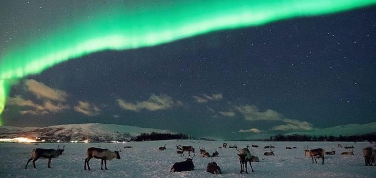 Northern lights and reindeer in Tromsø