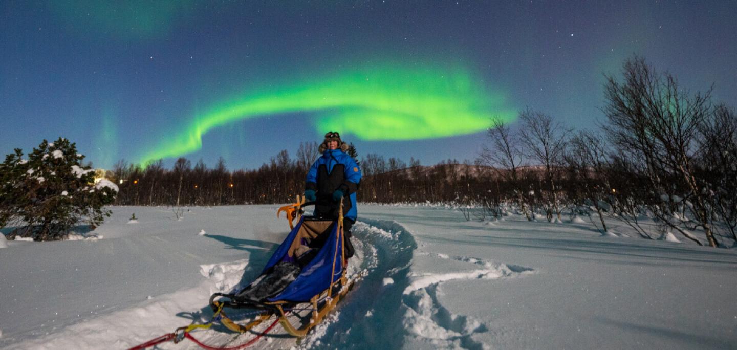 Dog sledding under the northern lights