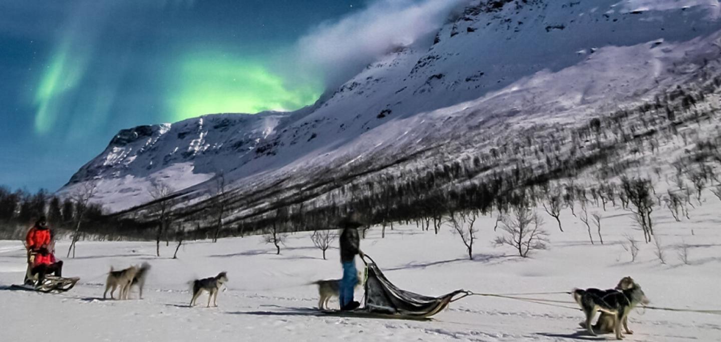 Dog sledding under the northern lights