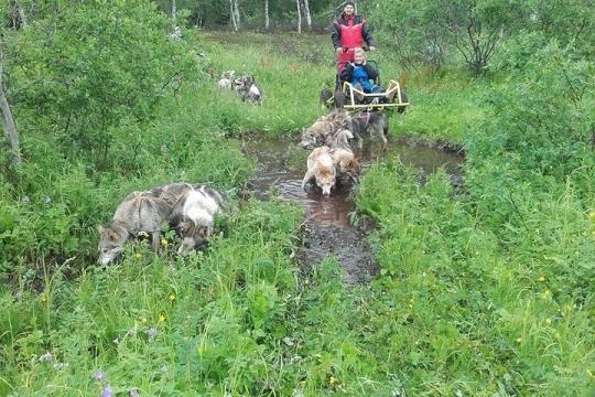 Dog Sledding on Wheels