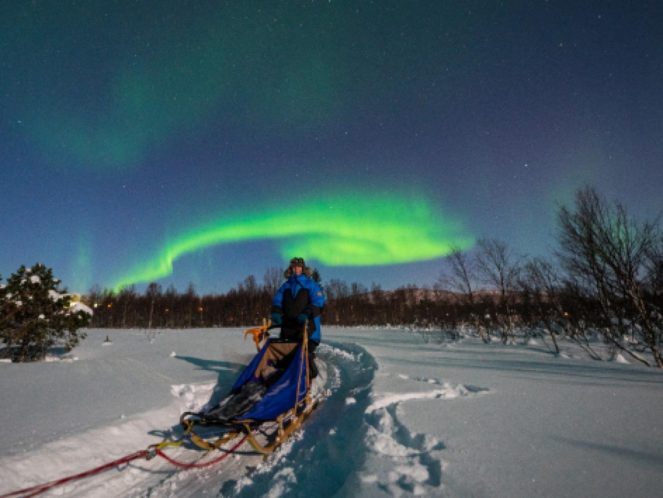 Dog sledding under the northern lights