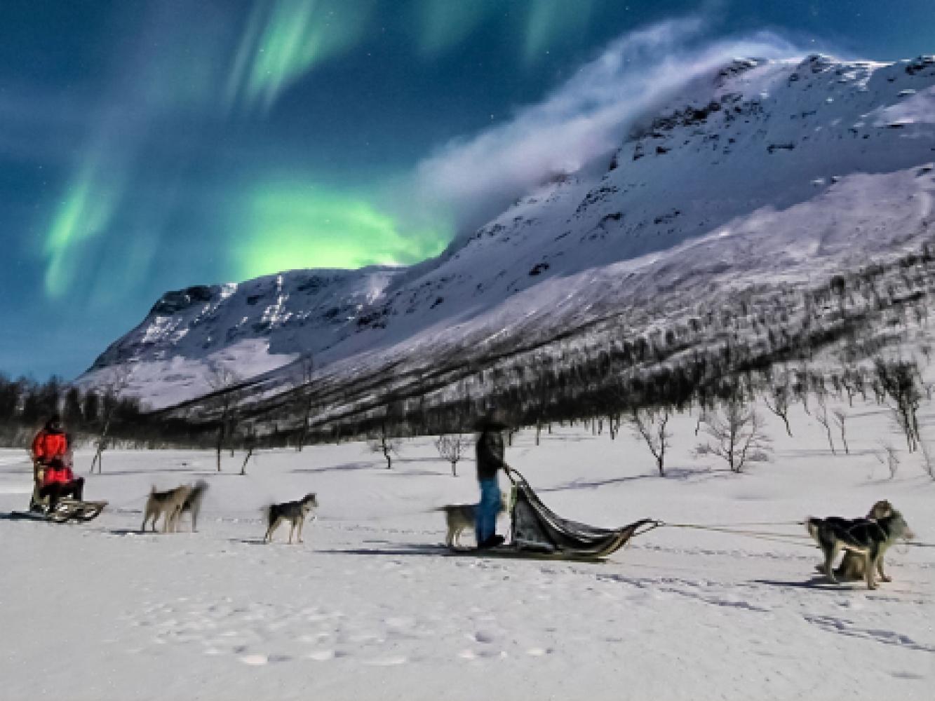 Dog sledding under the northern lights