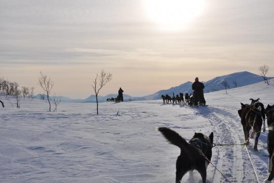 dog sledding