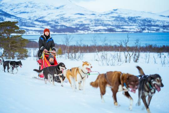 Dog sledding with sea and mountains in the background