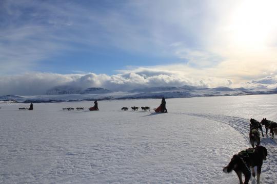 Dog sledding in winter landscape