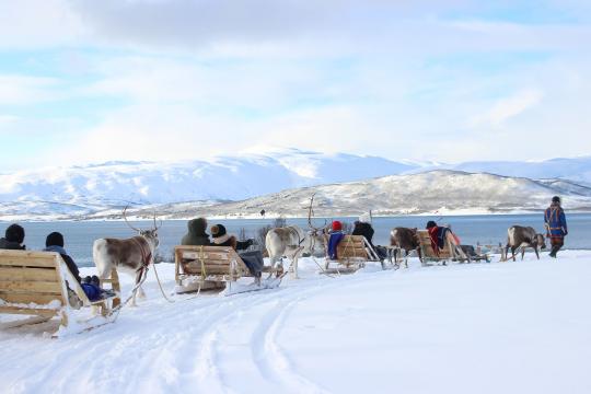 Reindeer Feeding, Sami Culture and Short Reindeer Sledding