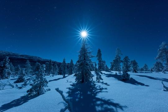 Moonlight above a tree in the Arctic light