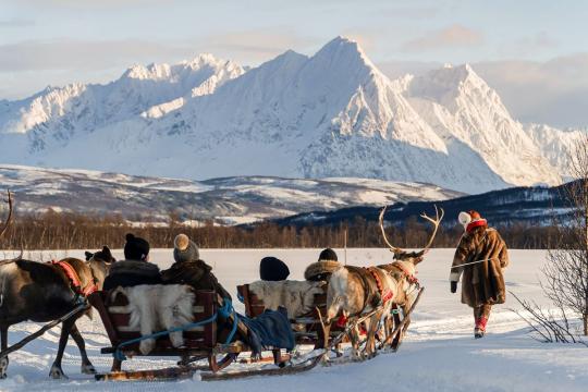 Reindeer Sledding, Reindeer Feeding and Sami Culture