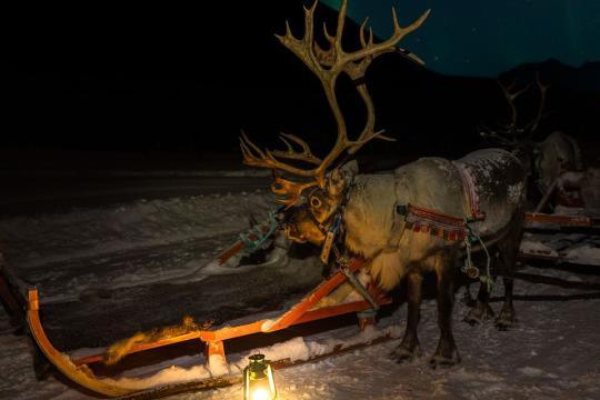 Reindeer in the evening