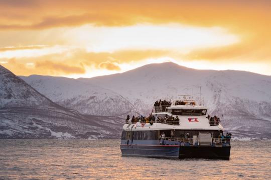 Whale & Arctic Wildlife Safari