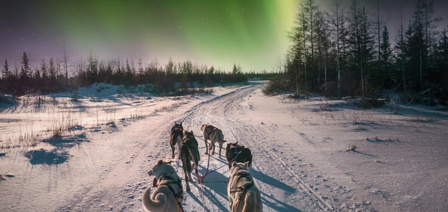 dog sledding Norlys Alps 