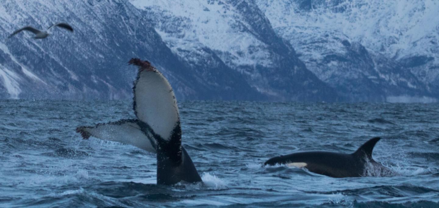 In-water activities with whale Tromso region