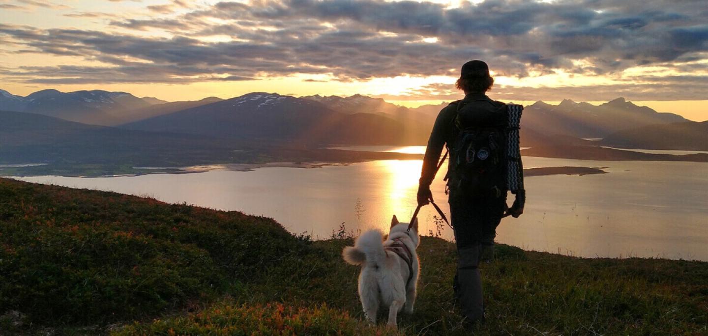 Fjelltur med hund midnattssol