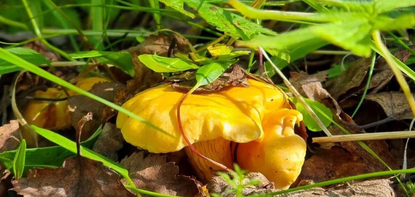 mushroom and berry picking 