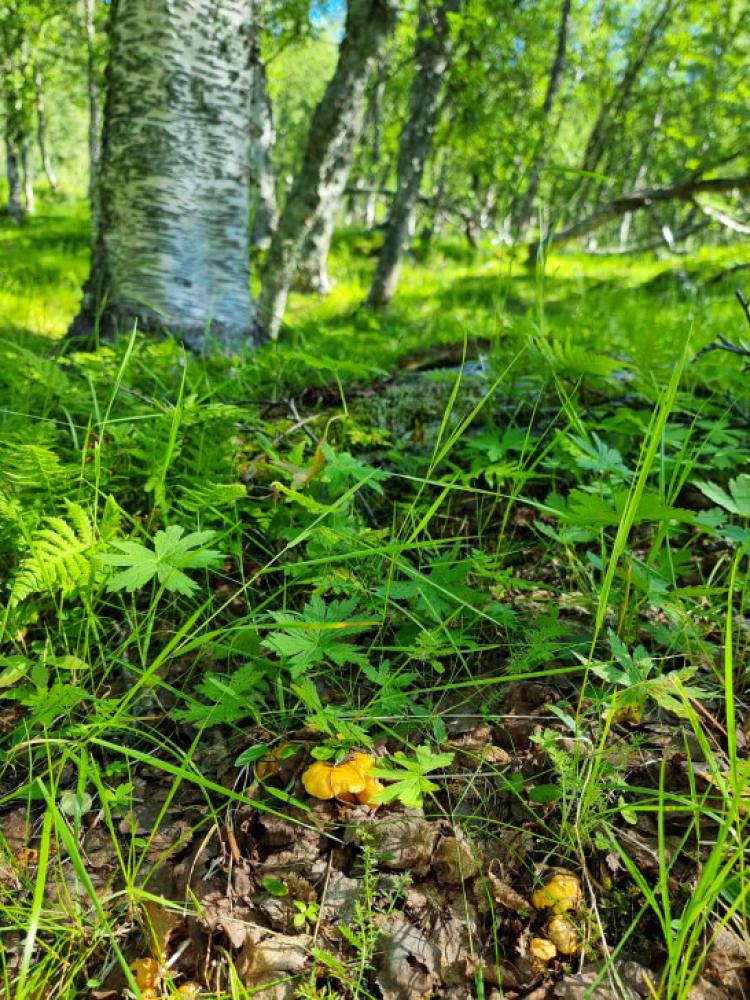 chanterelles, birch in the forest