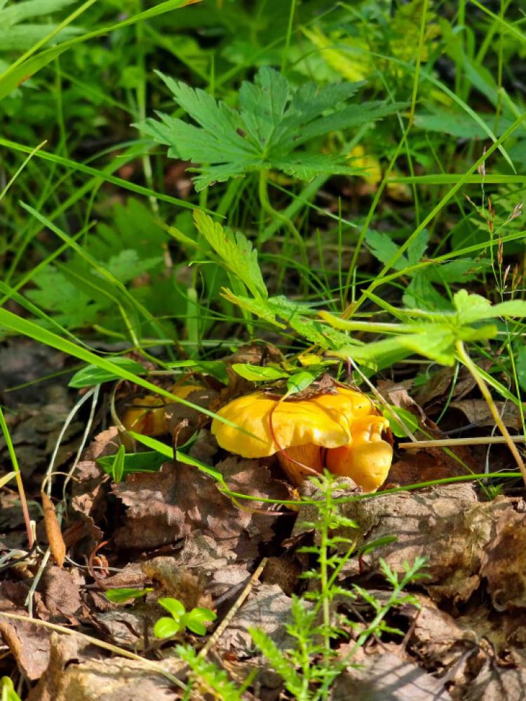 chanterelles 