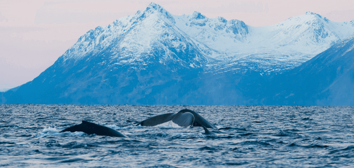 Humpback whales in winter in Skjervøy