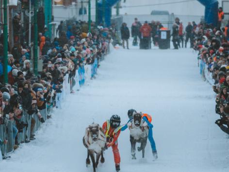 Reindeer sled race in the main street of Tromsø