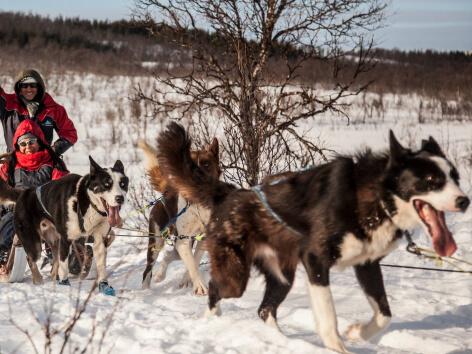Arctic Adventure Tours with Alaskan huskies på Kvaløya 