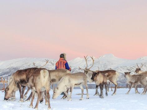 Tromsø Arctic Reindeer winter