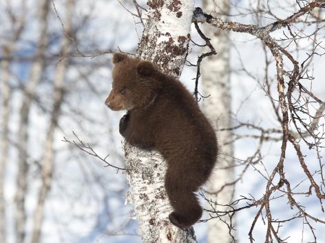 bjørnunge på en bjørk i naturen