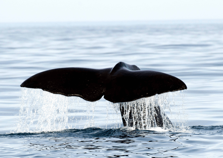 Whale diving into the sea in the Tromso region