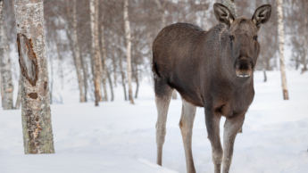 Moose in winter in Polar Park in Northern Norway