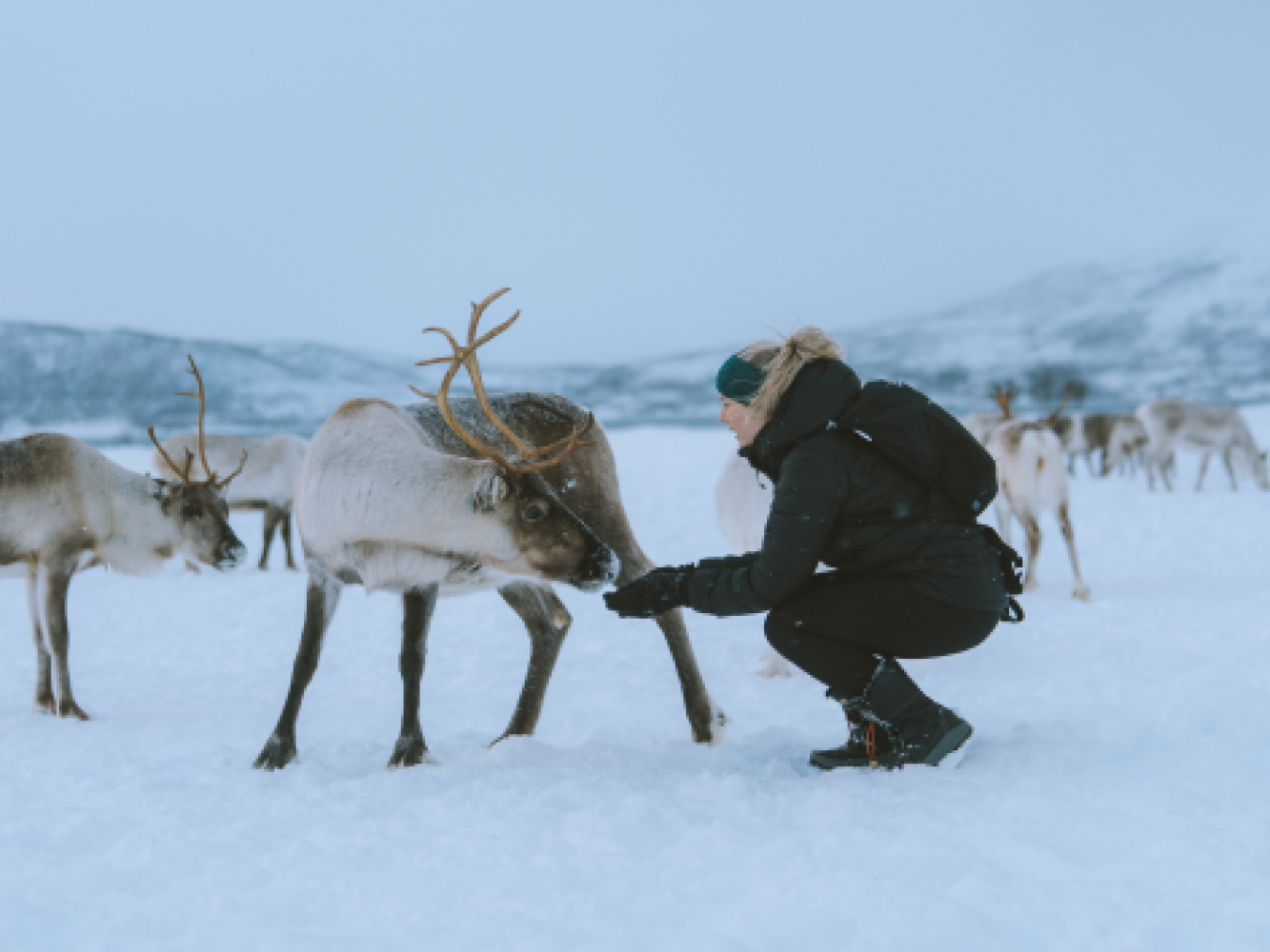 Sami Experience with reindeer © Vegard Stien