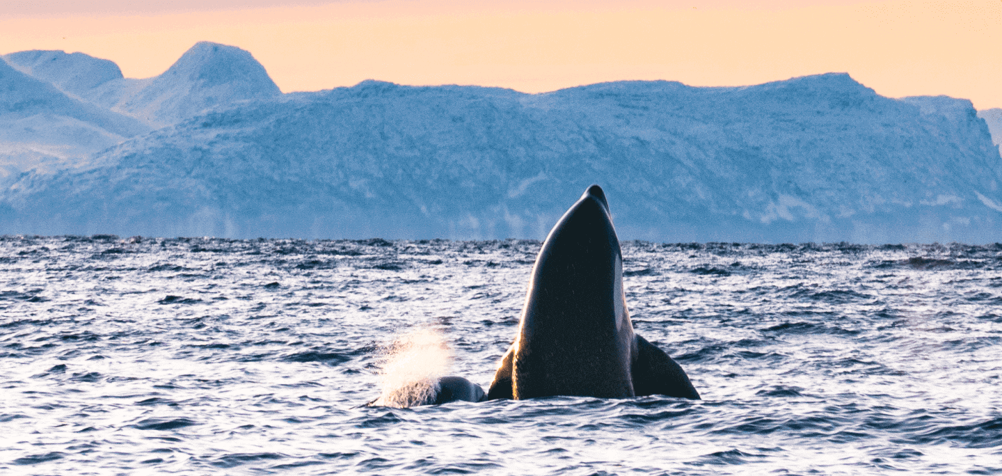 Orca spyhopping near Tromsø in winter